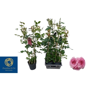 ROSA FL GLAM PI SEL