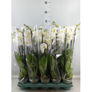 Phalaenopsis  'Ant Nottingham'
