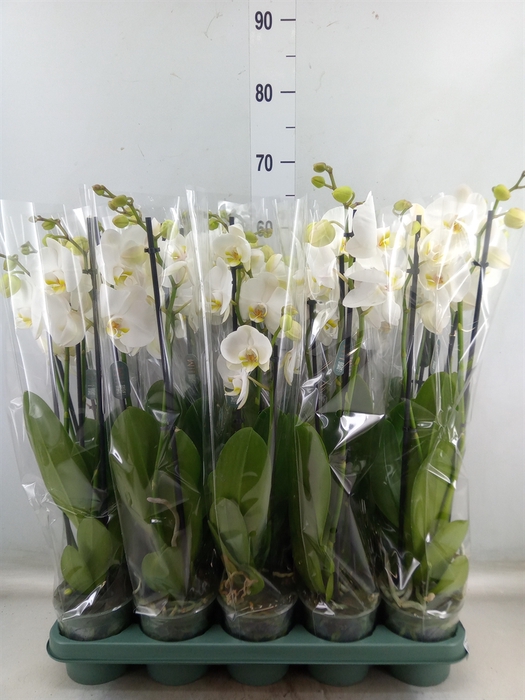 <h4>Phalaenopsis  'Ant Nottingham'</h4>