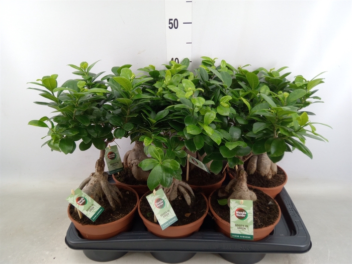 <h4>Ficus microcarpa 'Ginseng'</h4>