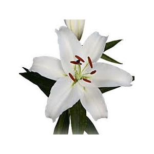 Lilium Oriental White 2 buds