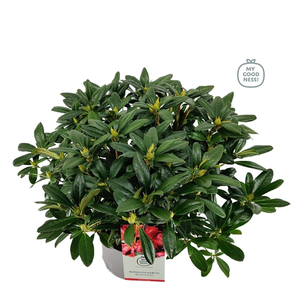 <h4>Rhododendron 40-50 /5 liter 'Scyphocalix'</h4>