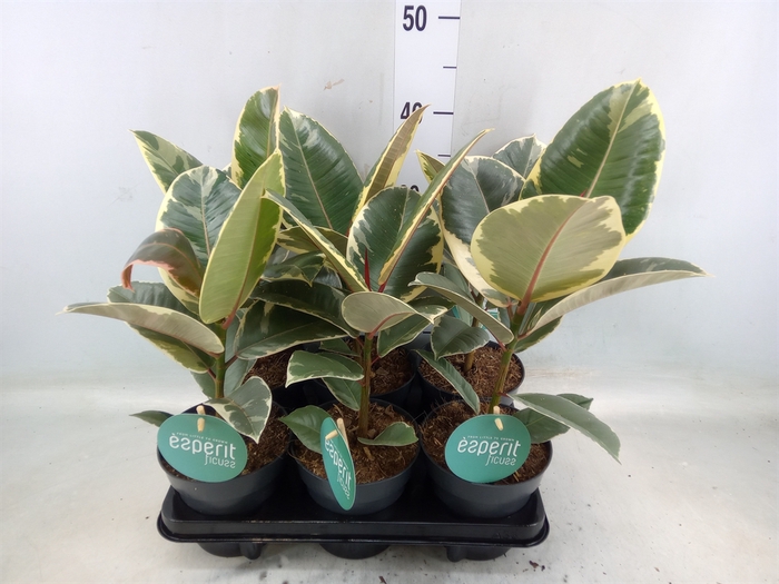 <h4>Ficus elastica 'Tineke'</h4>