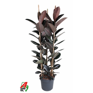 Ficus Elastica Abidjan 3PP P40 (NO GAP)