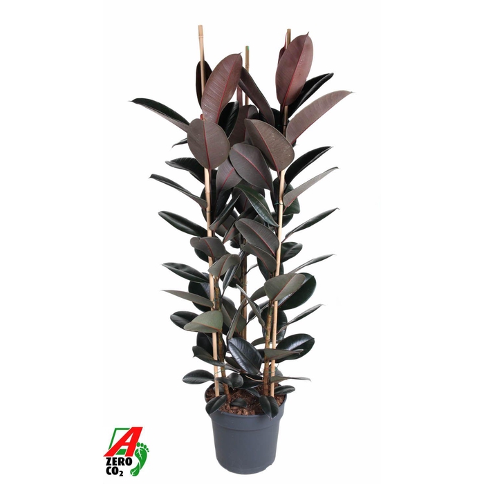 <h4>Ficus Elastica Abidjan 3PP P40 (NO GAP)</h4>
