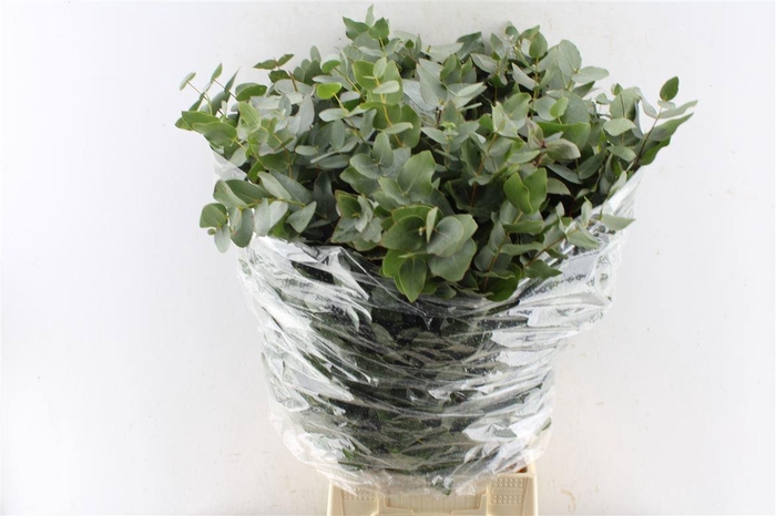 <h4>EUC CINEREA PER BOS</h4>