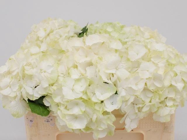 <h4>HYDR M CH WHI VERENA</h4>