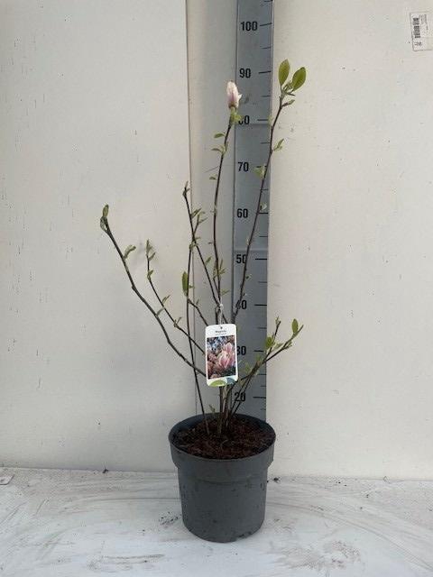 <h4>MAGN SOULANGEANA</h4>