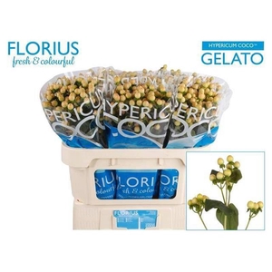 Hyp Coco Gelato Florius