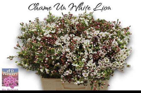 <h4>Chame Un White Lion 60cm</h4>