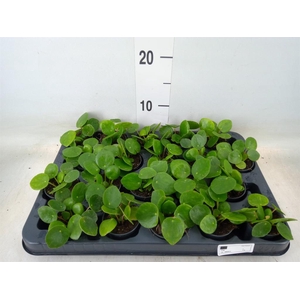 Pilea peperomioides