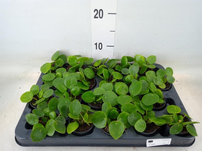 <h4>Pilea peperomioides</h4>