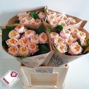 R GR ROMANT VUVUZELA .