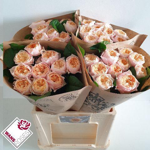 <h4>R GR ROMANT VUVUZELA .</h4>