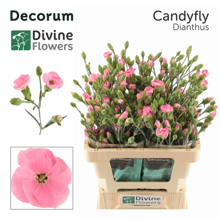 <h4>Dianthus tr Solandis Candyfly</h4>