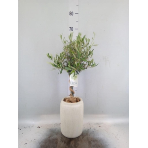 Arr.   Tuinplanten H%