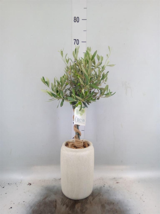 <h4>Arr.   Tuinplanten H%</h4>