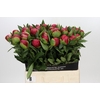 Paeonia Belgravia