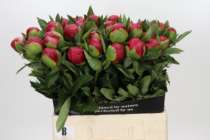 <h4>Paeonia Belgravia</h4>