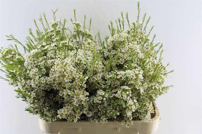 <h4>Chame Un Arbel</h4>