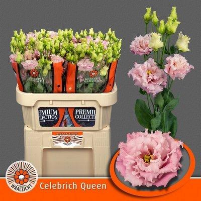 <h4>Lisianthus do celeb queen</h4>