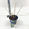 Prunus incisa
