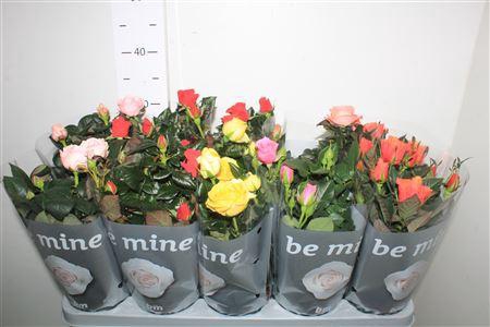 <h4>Ro B Monde Gem</h4>