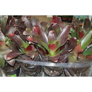 BROMELIA IMPERIAL P27 VERMELHO