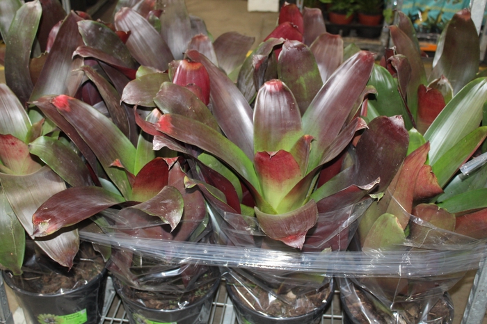 BROMELIA IMPERIAL P27 VERMELHO