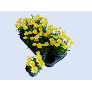 OSTEO 3D YELLOW