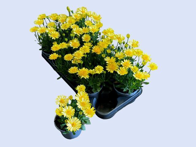 <h4>OSTEO 3D YELLOW</h4>