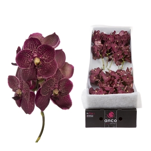 Vanda Sunanda Chocolate Red x 16