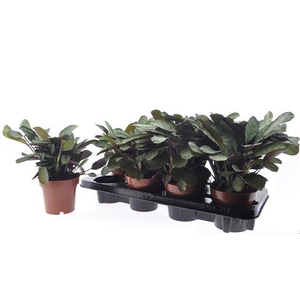 Ctenanthe burle-marxii Amagris 12Ø 25cm