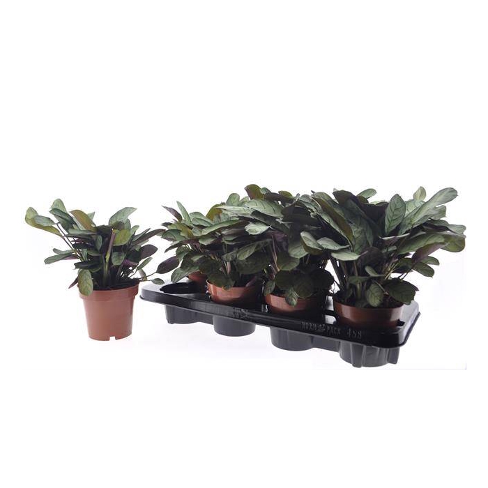 <h4>Ctenanthe burle-marxii Amagris 12Ø 25cm</h4>