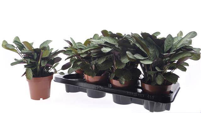 Ctenanthe burle-marxii Amagris 12Ø 25cm