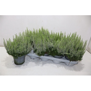 Callu Bl Verenka