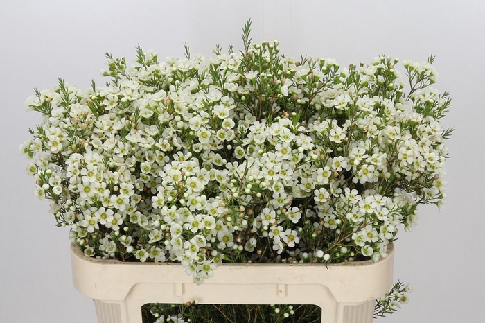 <h4>Chame Ivory Pearl</h4>