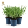 Lavandula Felice