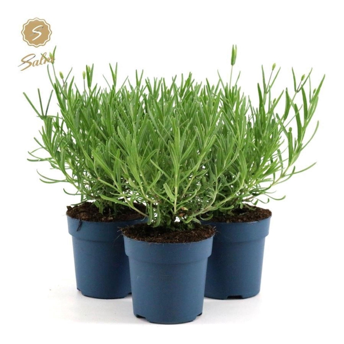 Lavandula Felice