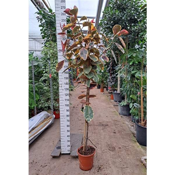 Ficus Elastica Belize vertakte stam 250