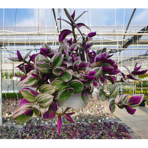 Tradescantia overig
