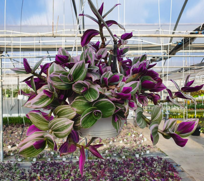 <h4>Tradescantia overig</h4>
