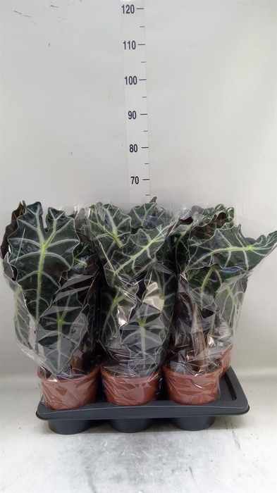 <h4>Alocasia amazonica 'Polly'</h4>