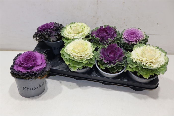 <h4>Brassica (sierkool)</h4>