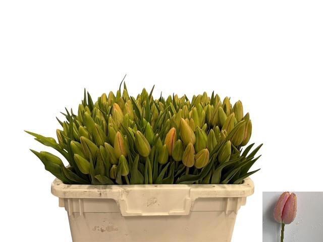 <h4>TU EN MENTON</h4>