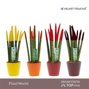 Sansevieria Velvet Touchz(r) Herfst