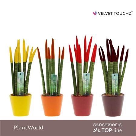 <h4>Sansevieria Velvet Touchz(r) Herfst</h4>