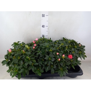 Rhododendron sim. 'Vogel Luntera'