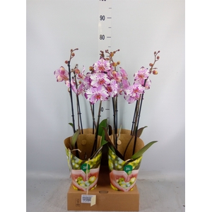 Phalaenopsis  'FC Magic Art'