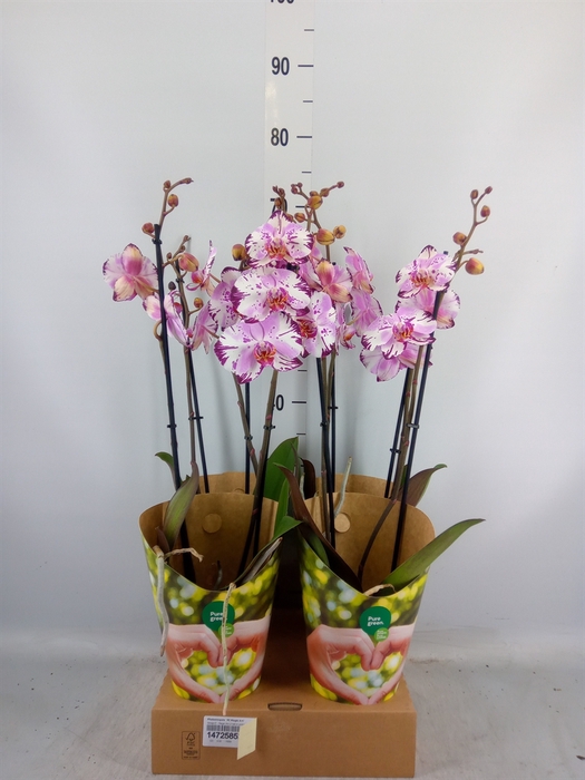 <h4>Phalaenopsis  'FC Magic Art'</h4>